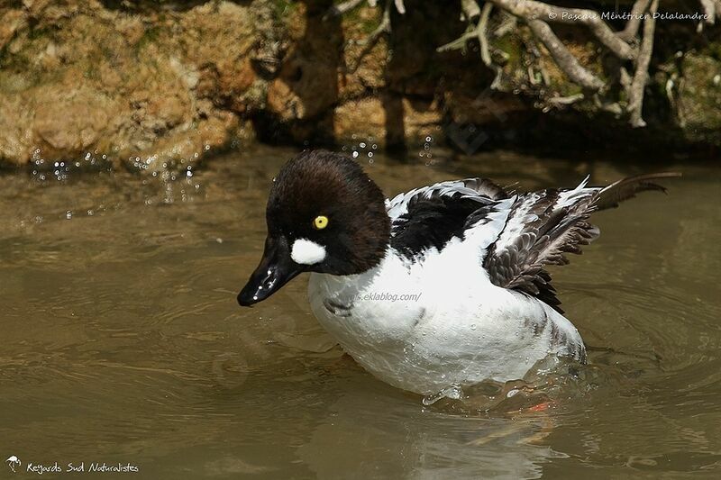 Common Goldeneye