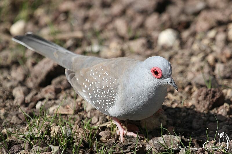 Diamond Dove