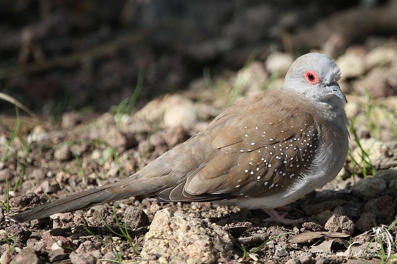 Diamond Dove