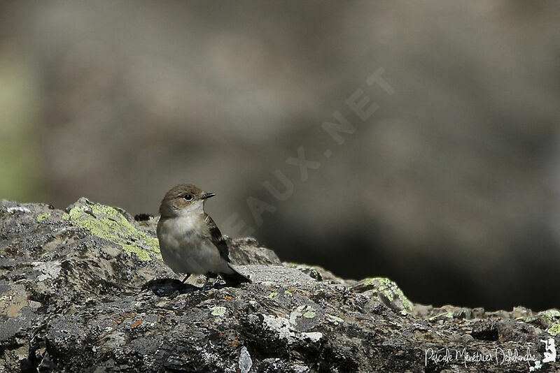 European Pied Flycatcher