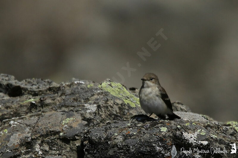 European Pied Flycatcher