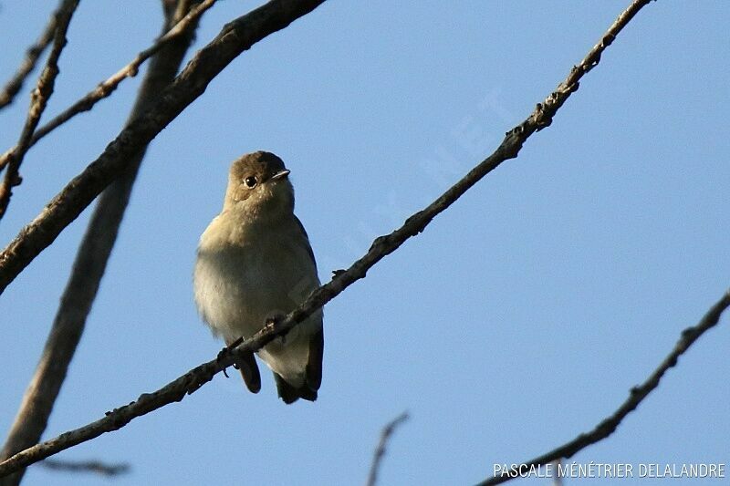 European Pied Flycatcher