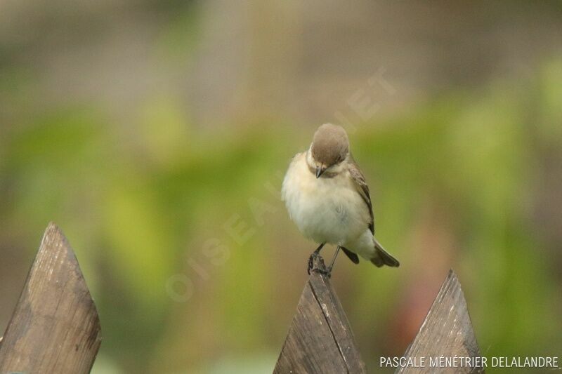 European Pied Flycatcheradult