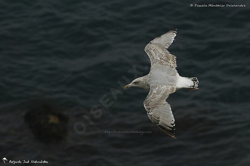 European Herring Gulljuvenile