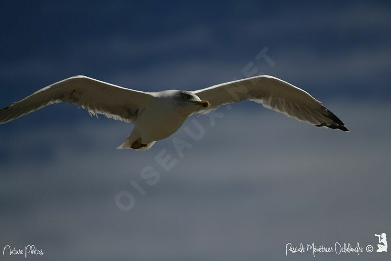 Yellow-legged Gull