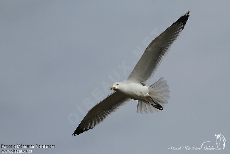 Yellow-legged Gull