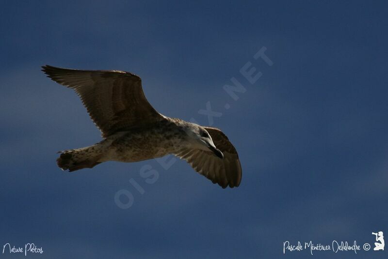 Yellow-legged Gulljuvenile