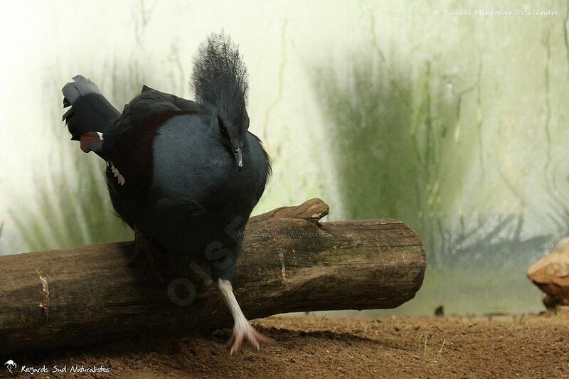 Western Crowned Pigeon