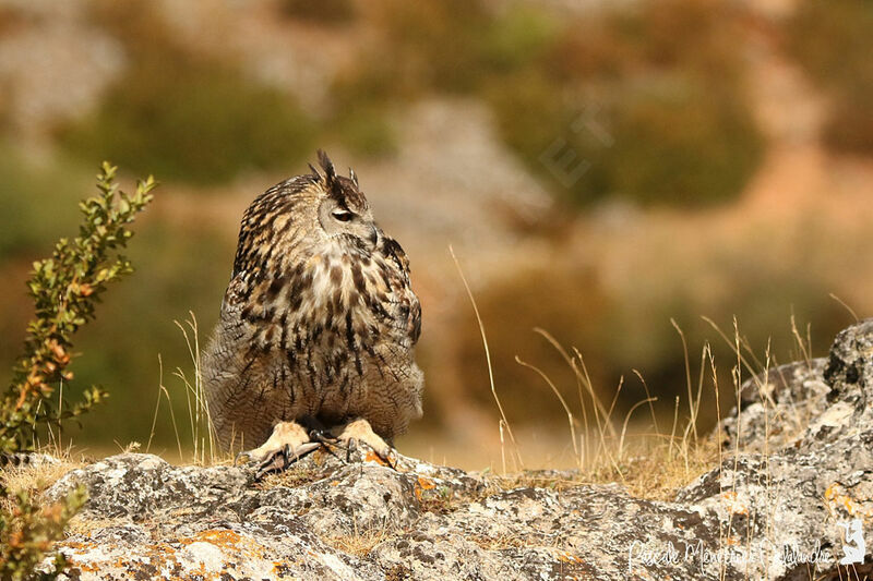 Eurasian Eagle-Owl male