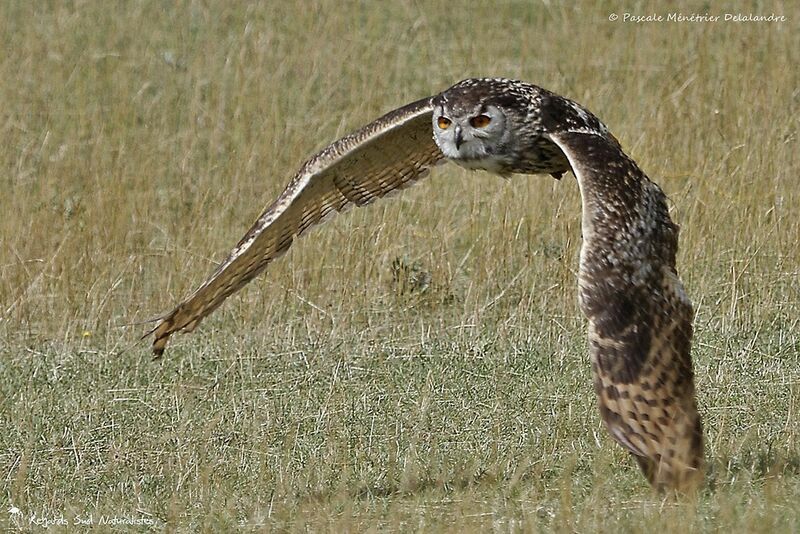 Eurasian Eagle-Owl