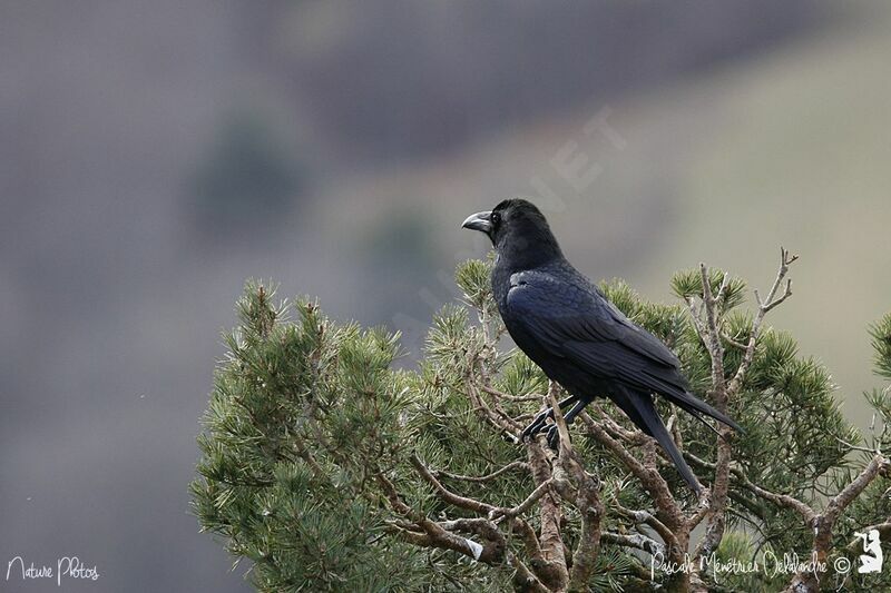 Northern Raven