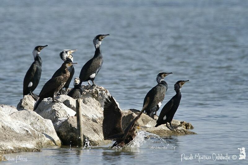 Great Cormorant