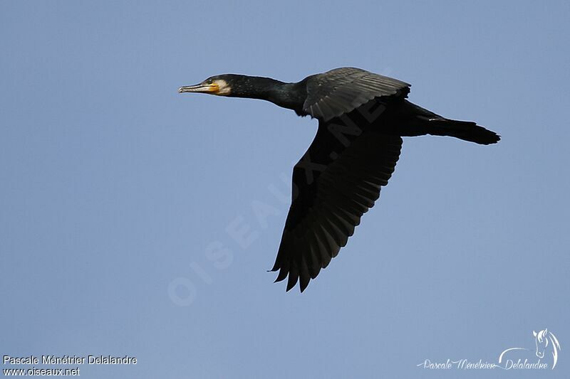 Grand Cormoran