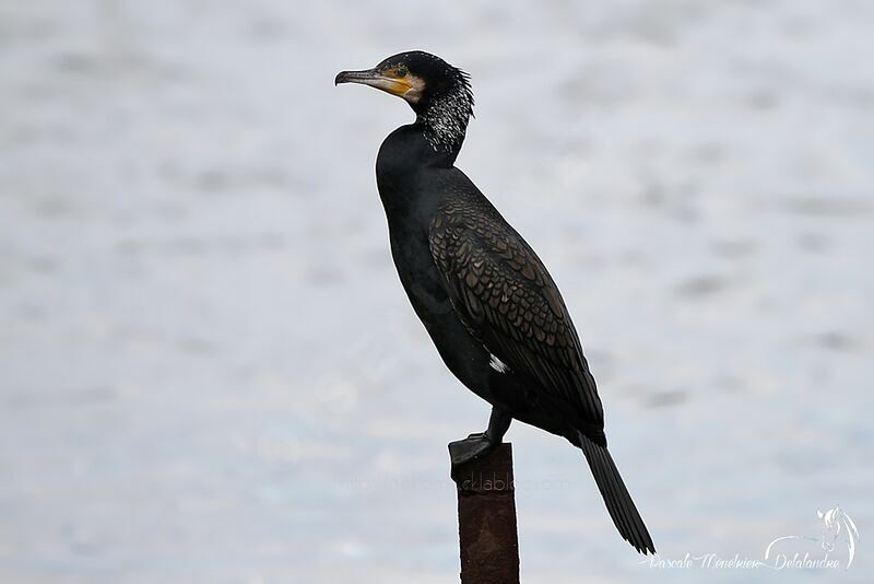 Great Cormorant