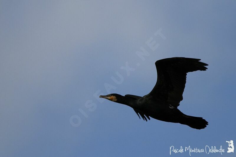 Great Cormorant