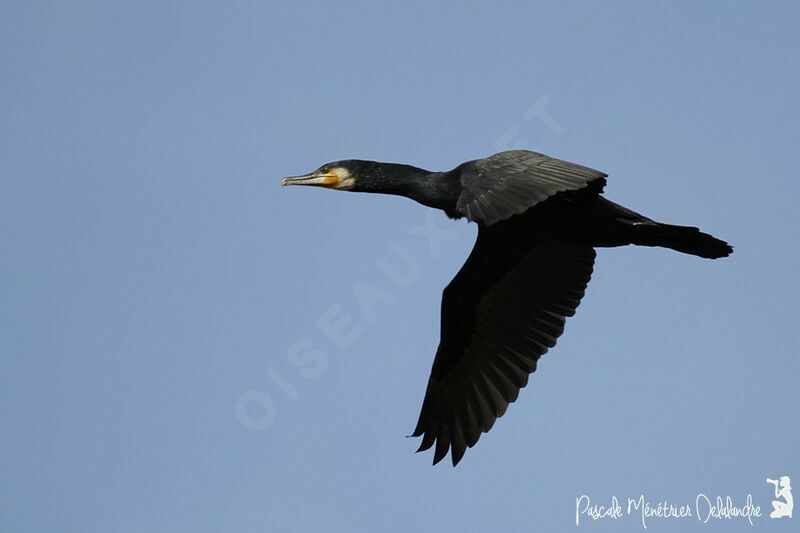 Grand Cormoran