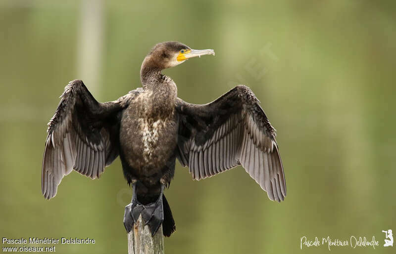 Grand Cormoran1ère année, soins