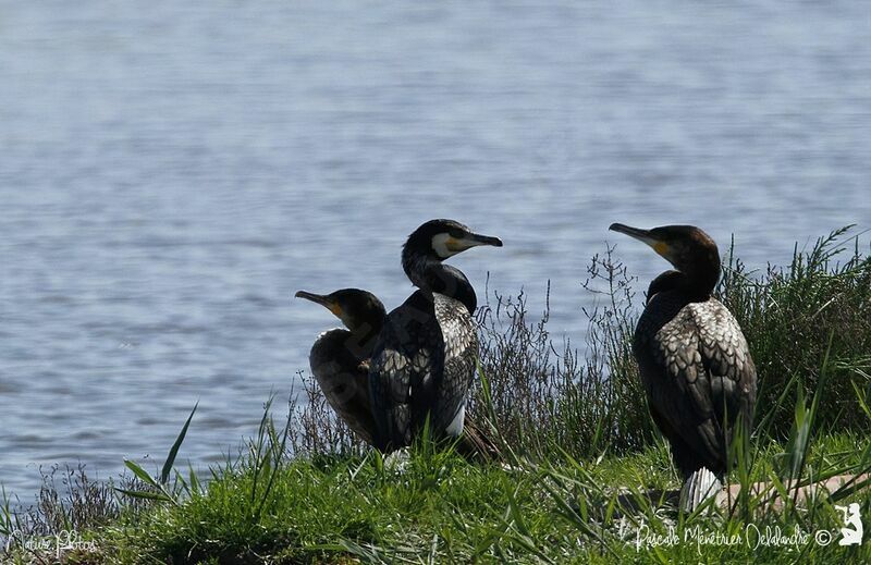 Great Cormorant