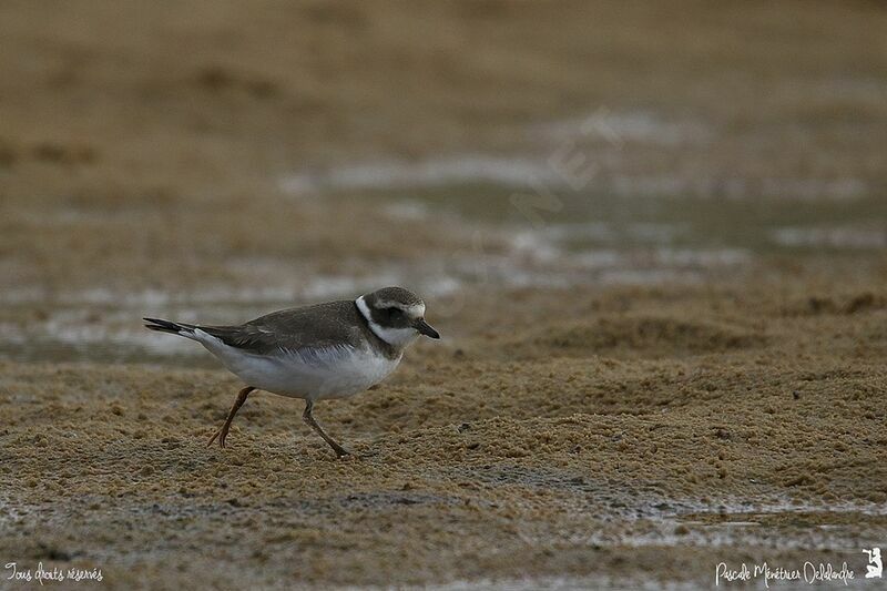 Common Ringed Plover