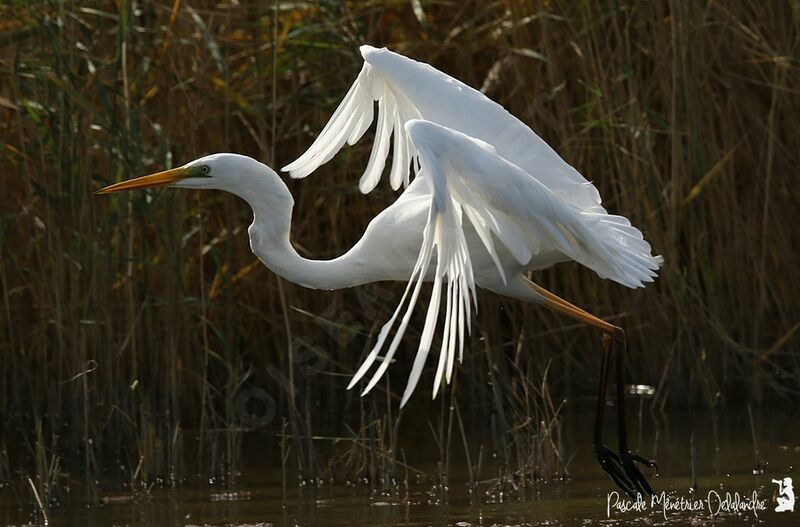 Great Egret