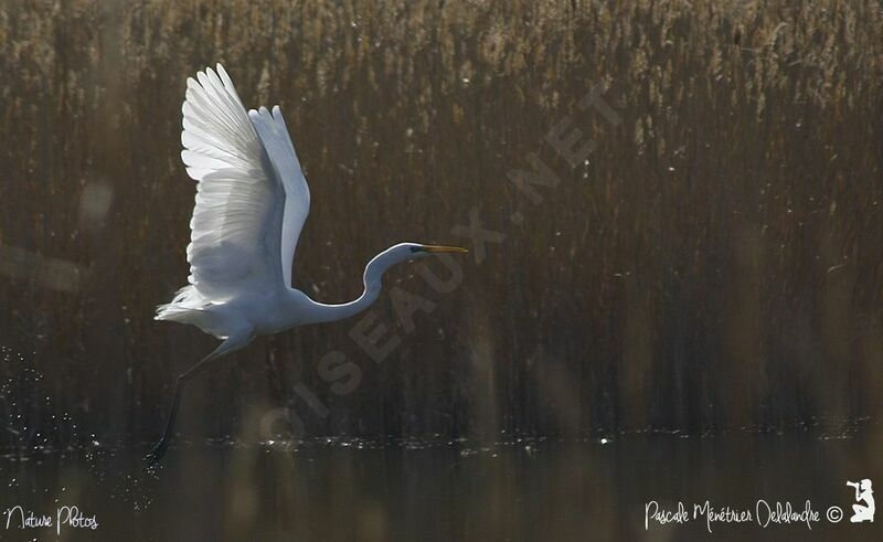 Grande Aigrette