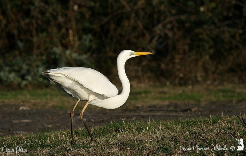 Grande Aigrette