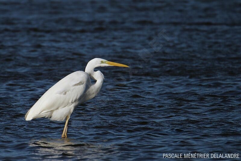 Grande Aigrette