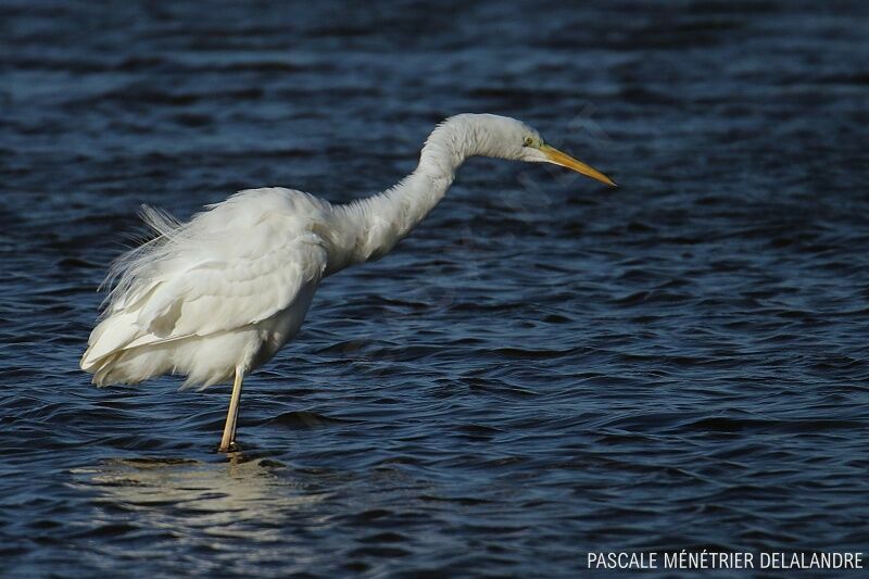 Great Egret