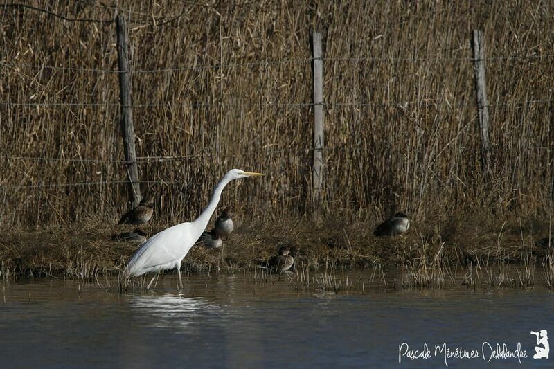 Grande Aigrette