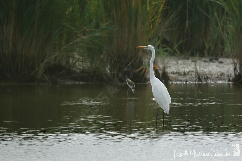 Great Egret