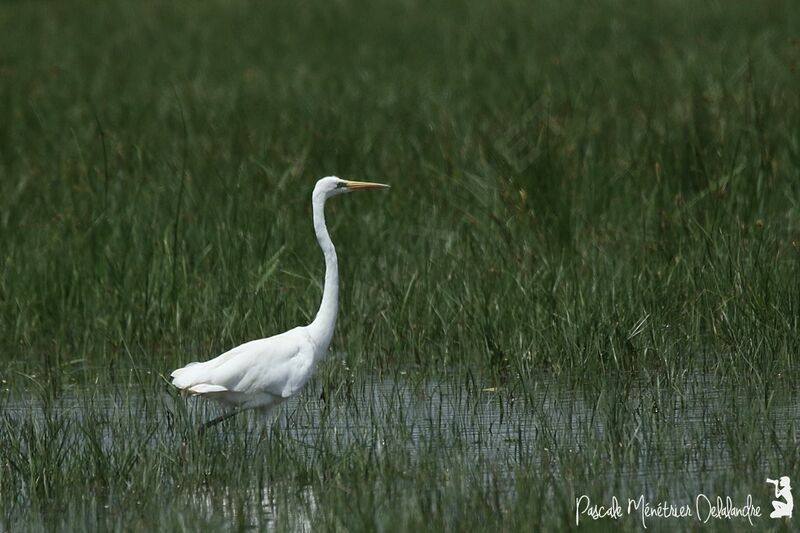 Great Egret