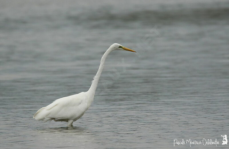 Great Egret