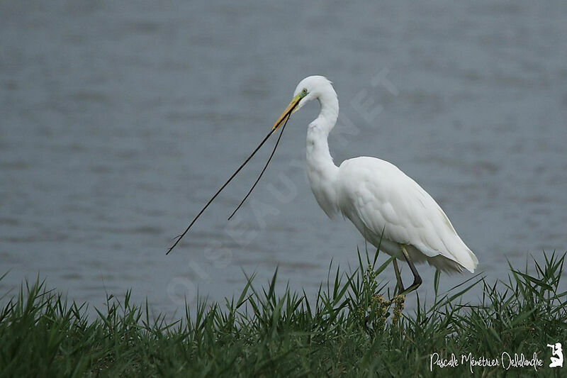 Grande Aigrette