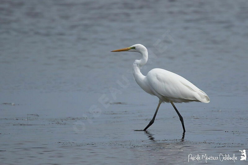 Grande Aigrette