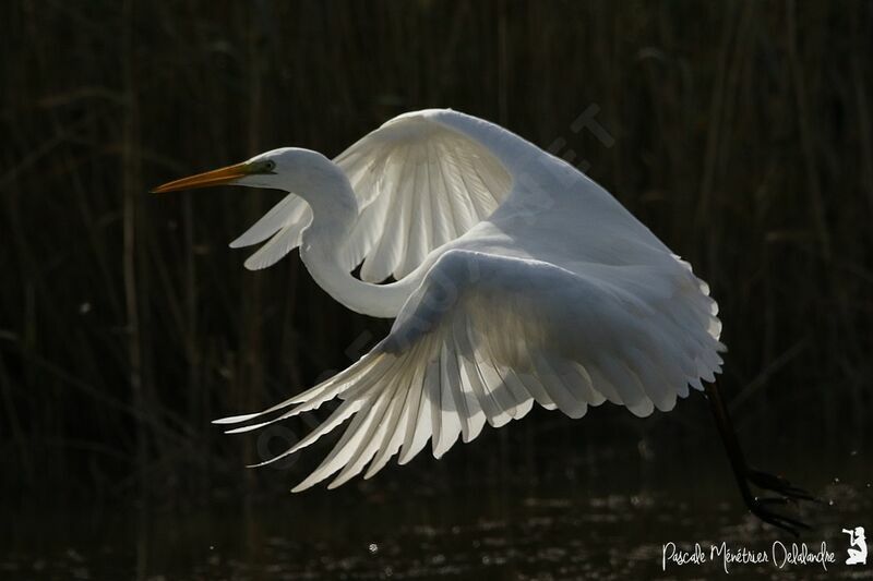 Grande Aigrette