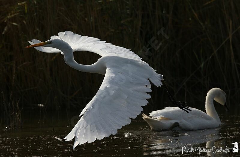 Grande Aigrette