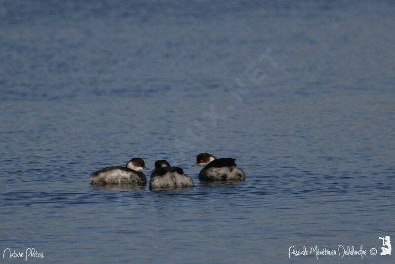 Black-necked Grebe