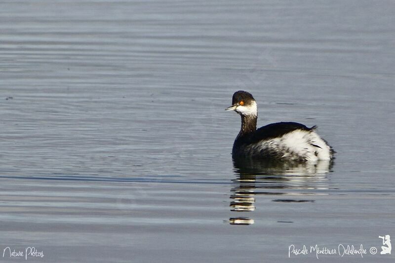 Black-necked Grebe