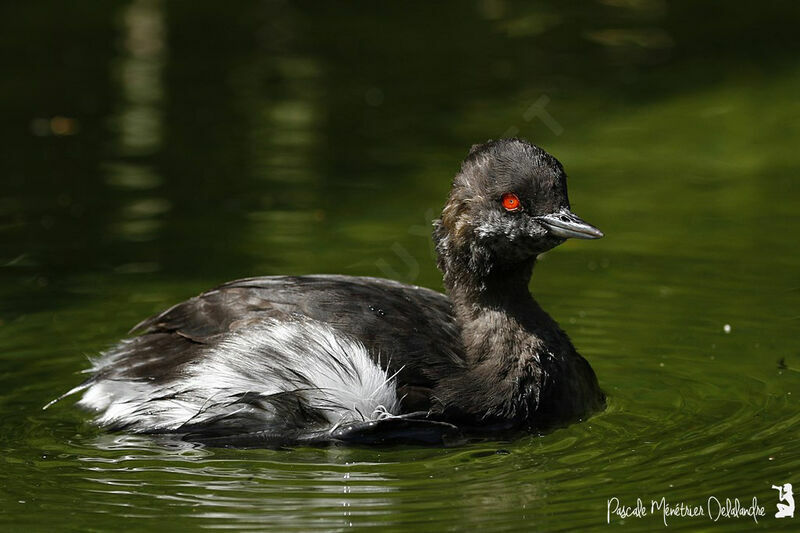 Black-necked Grebe