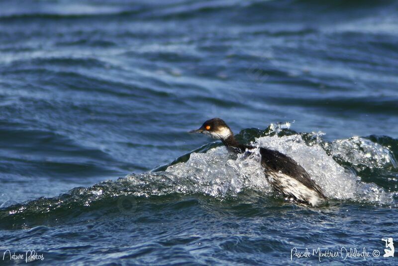 Black-necked Grebe