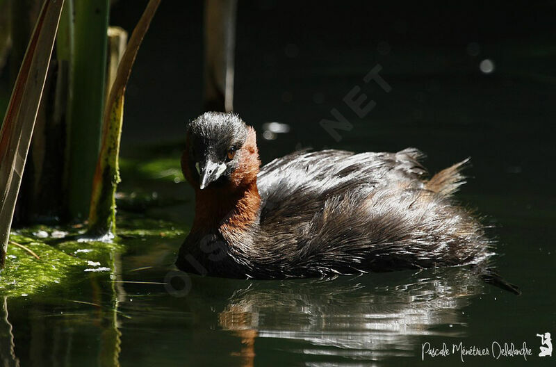 Little Grebe