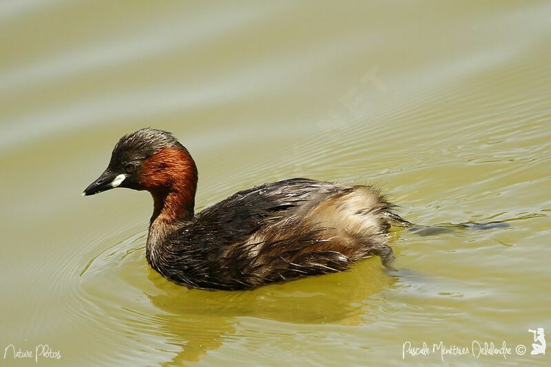 Little Grebe