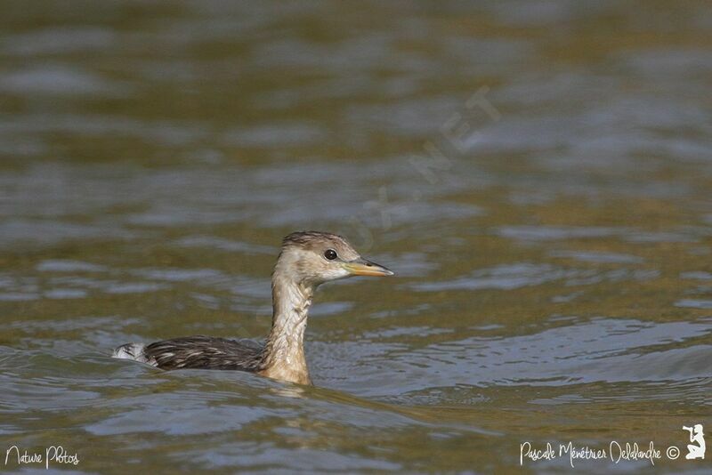 Little Grebe