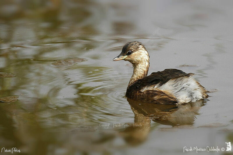 Little Grebe