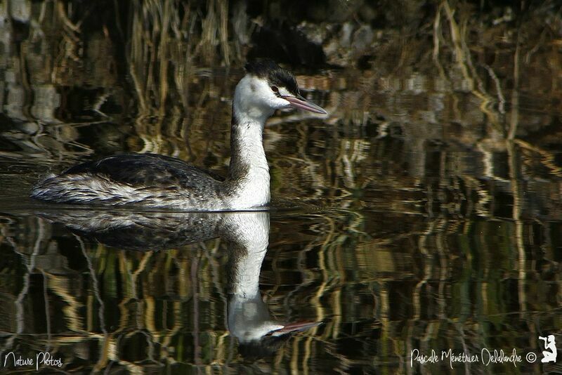 Great Crested Grebejuvenile