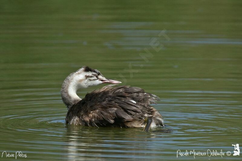 Great Crested Grebejuvenile