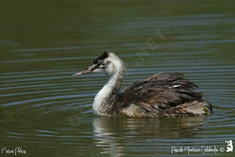 Great Crested Grebejuvenile