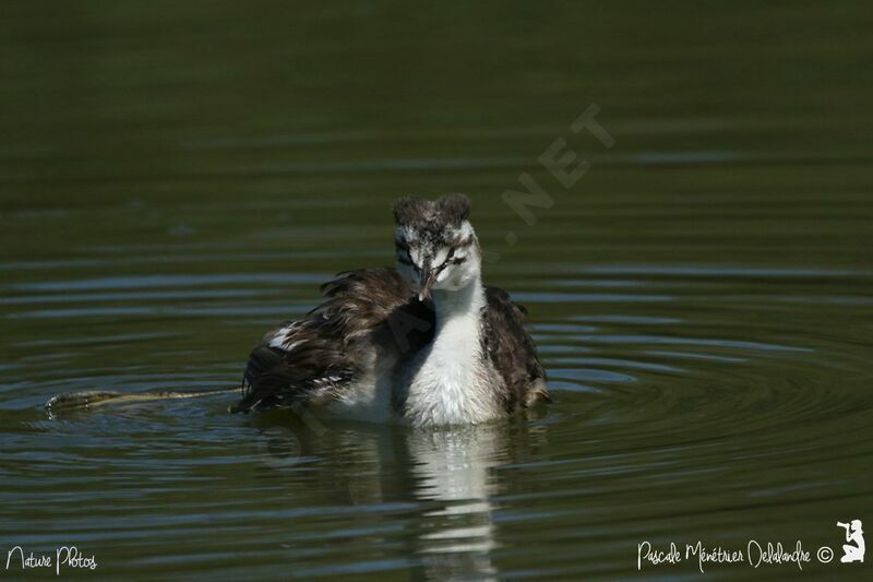 Great Crested Grebe