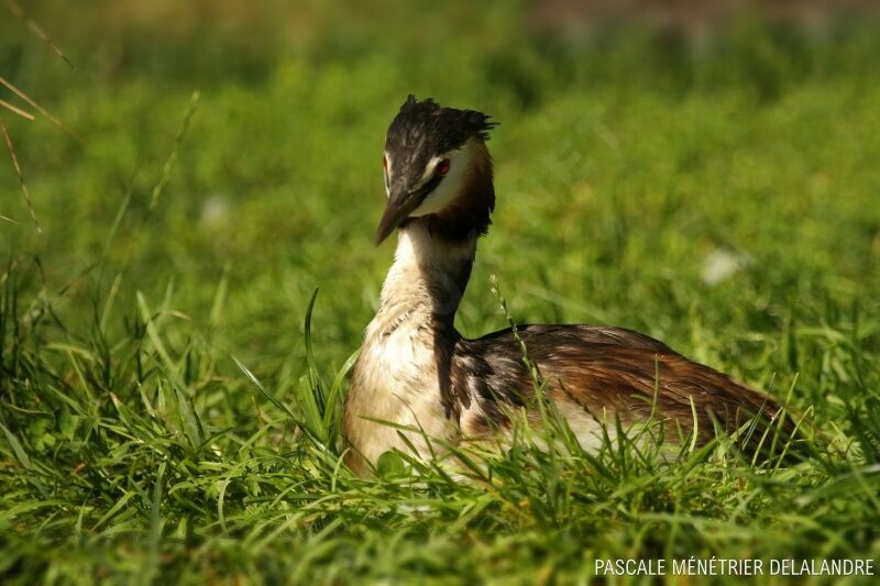 Great Crested Grebe