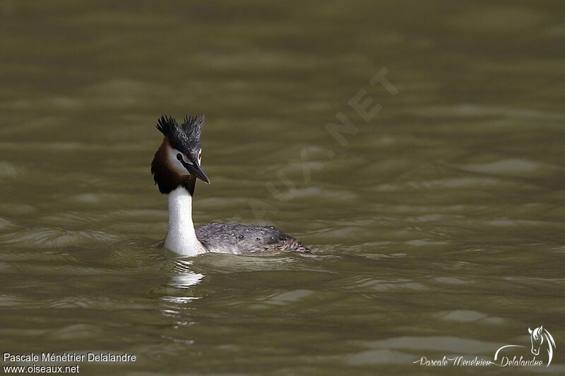 Great Crested Grebe